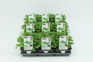 Afbeelding van Sla. Veldsla